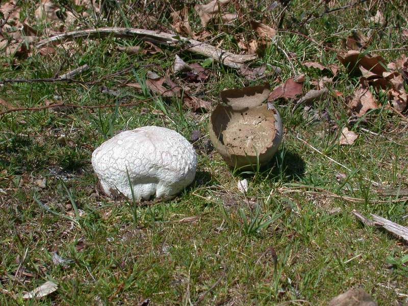 Calvatia utriformis