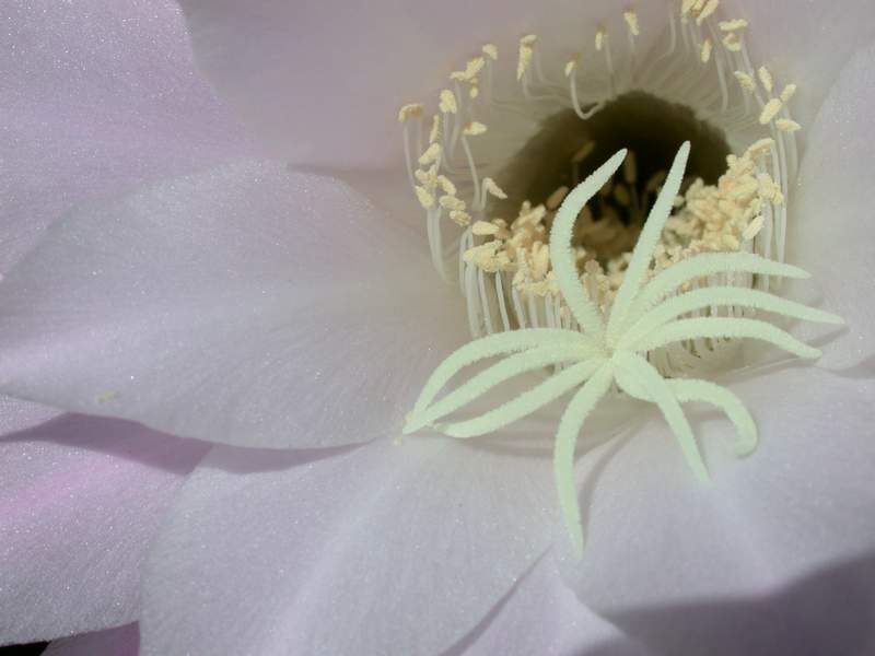 I miei fiori