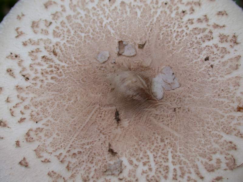 Macrolepiota mastoidea