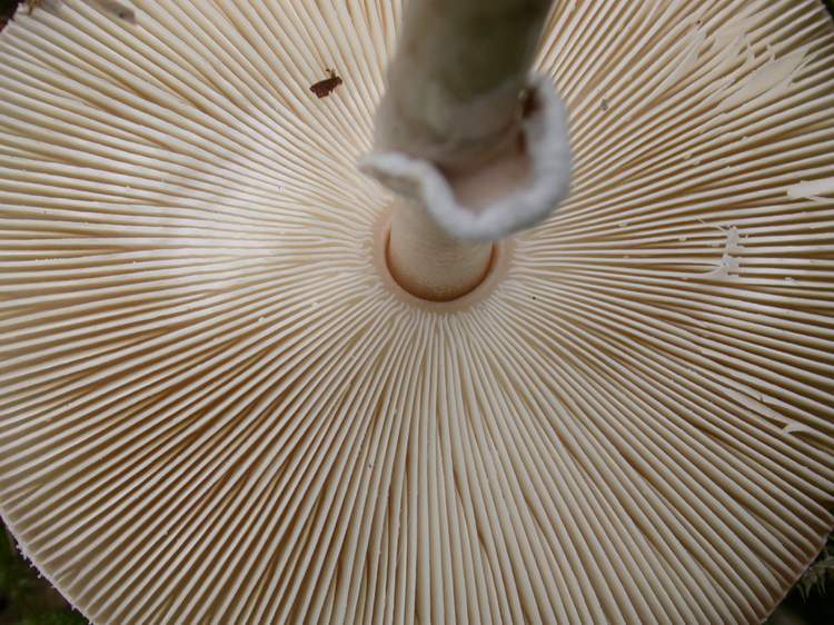 Macrolepiota mastoidea