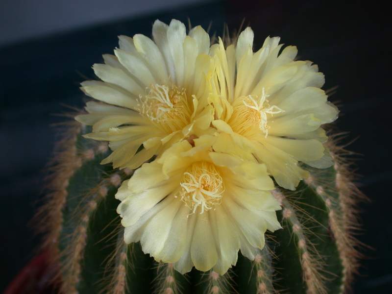 I miei fiori