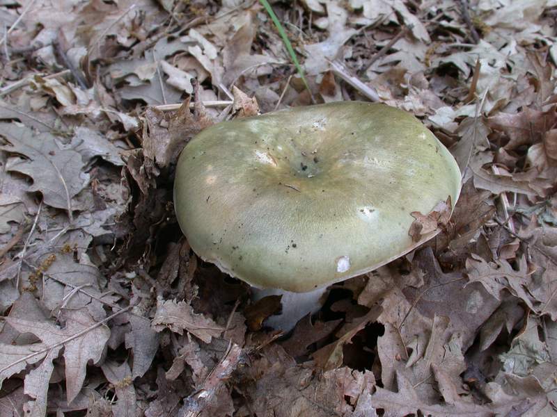 Russula cyanoxantha  var. peltereaui