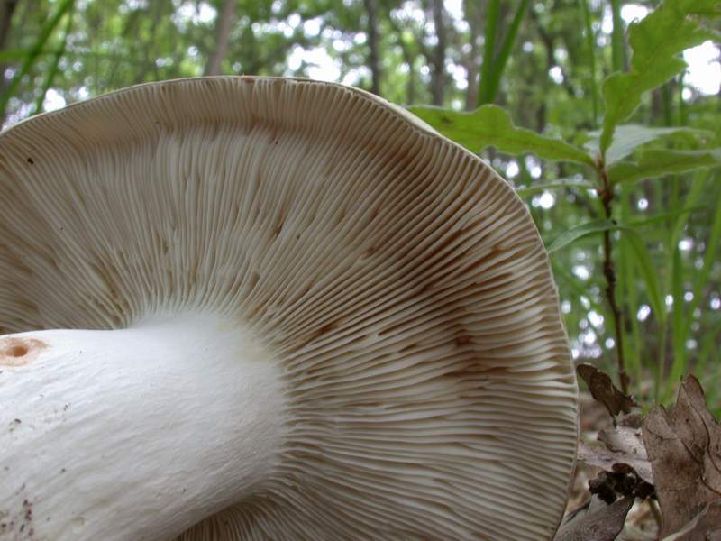 Russula cyanoxantha  var. peltereaui