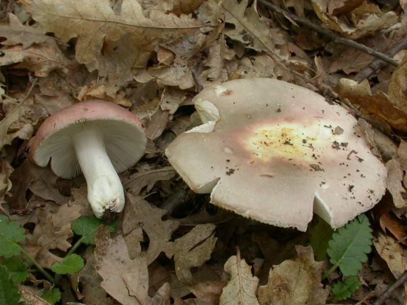 Russula vesca