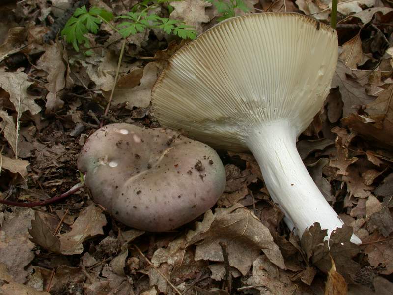 Russula cyanoxantha