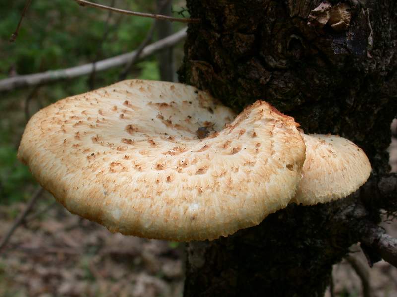 Polyporus squamosus