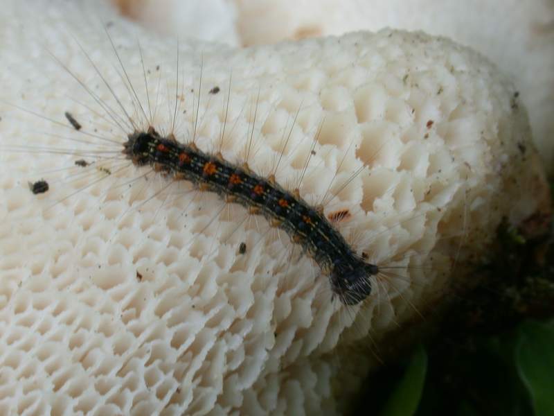 Polyporus squamosus
