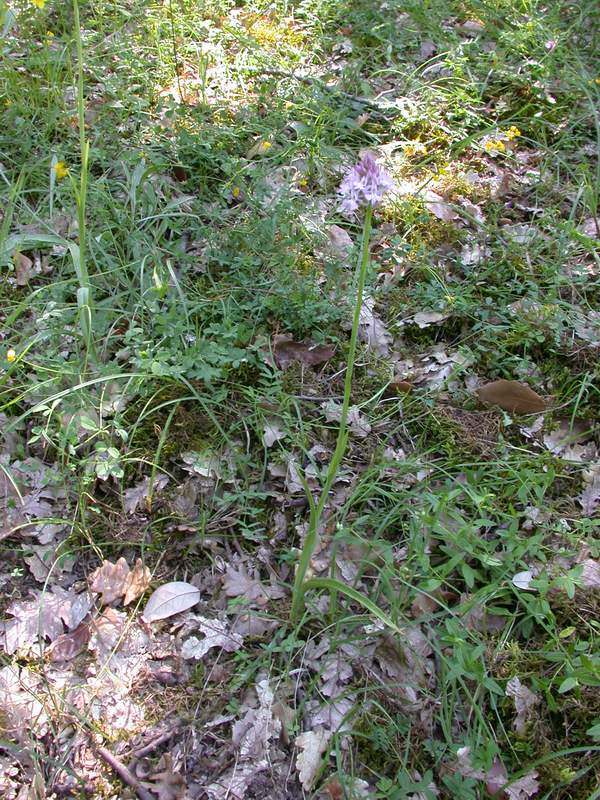 Anacamptis pyramidalis e Cephalanthera rubra