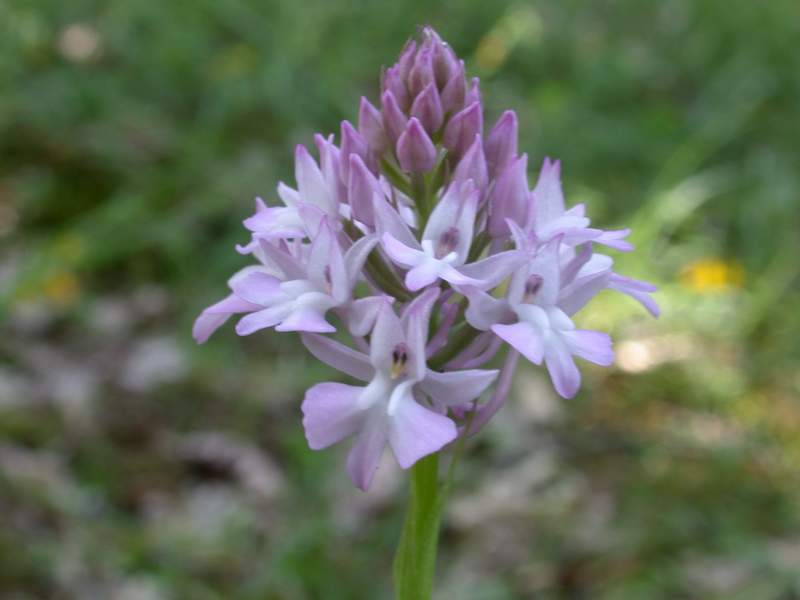 Anacamptis pyramidalis e Cephalanthera rubra