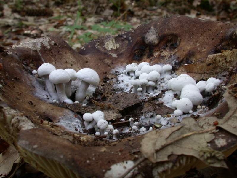 Asterophora lycoperdoides su Russula nigricans