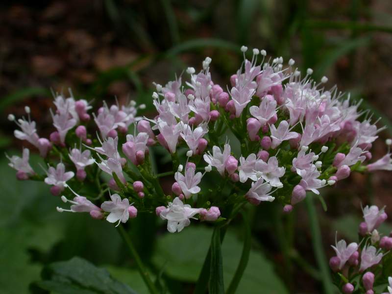 Valeriana tripteris / Valeriana trifogliata