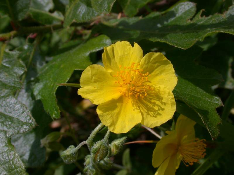 Helianthemum nummularium / Eliantemo maggiore