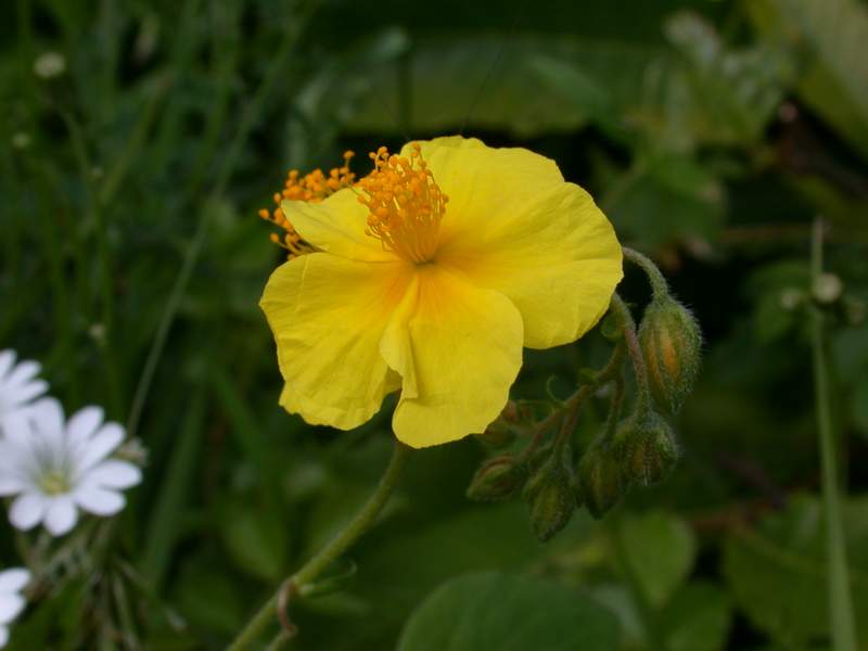 Helianthemum nummularium / Eliantemo maggiore