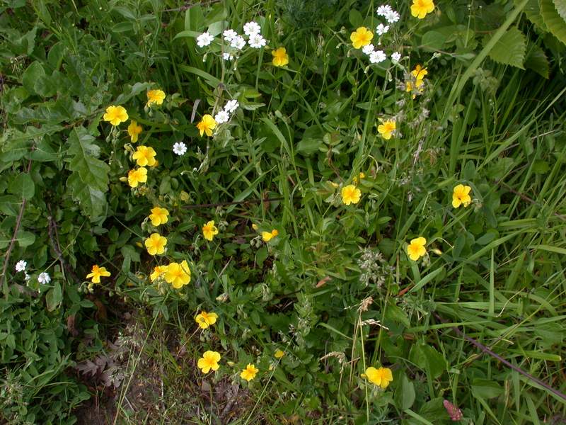 Helianthemum nummularium / Eliantemo maggiore