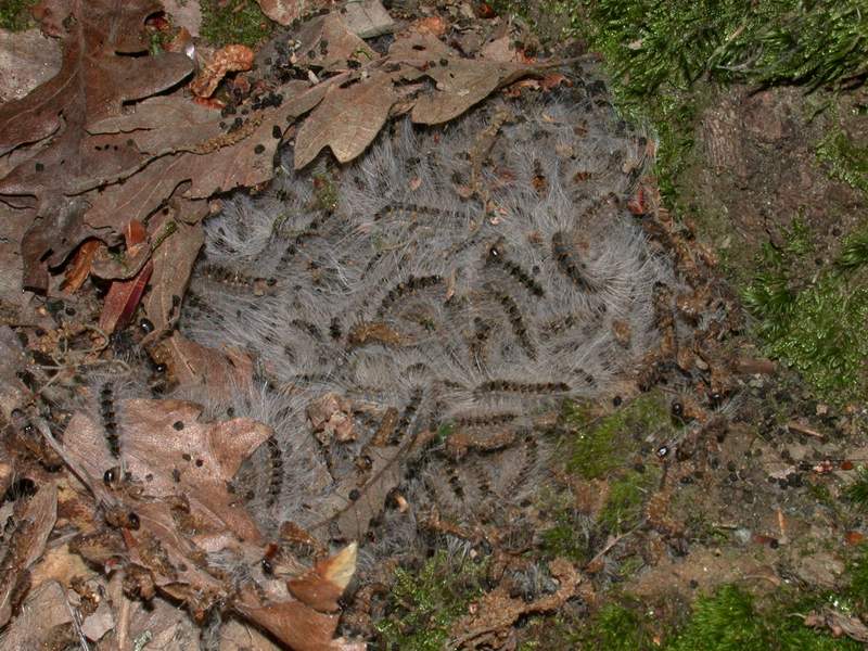 Uno dei pericoli del bosco