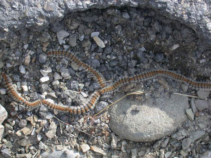 Uno dei pericoli del bosco