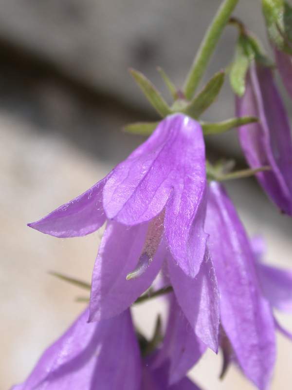 Campanula rapuncoloides e persicifolia