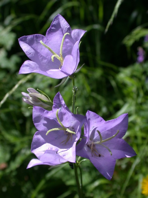 Campanula rapuncoloides e persicifolia