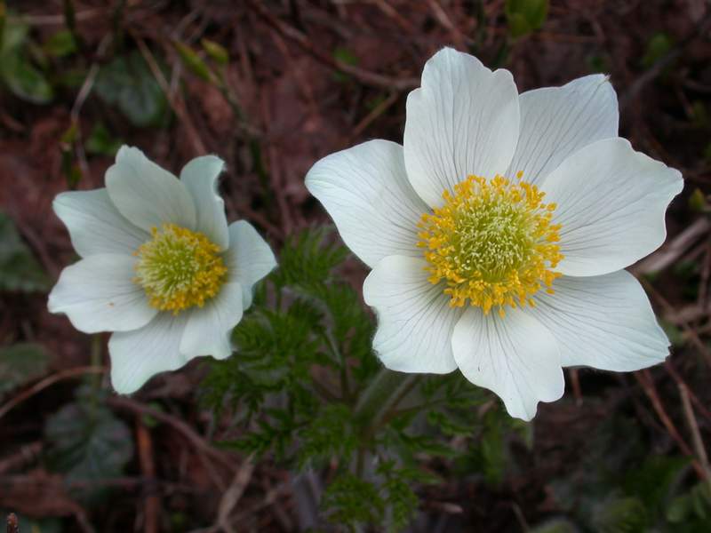 Fiori di montagna - Abetone