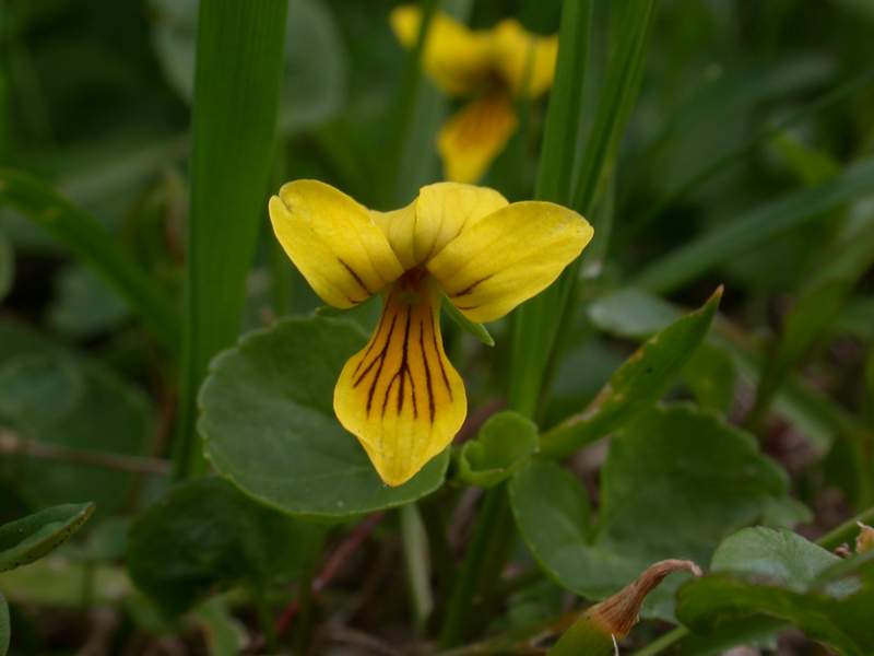 Fiori di montagna - Abetone