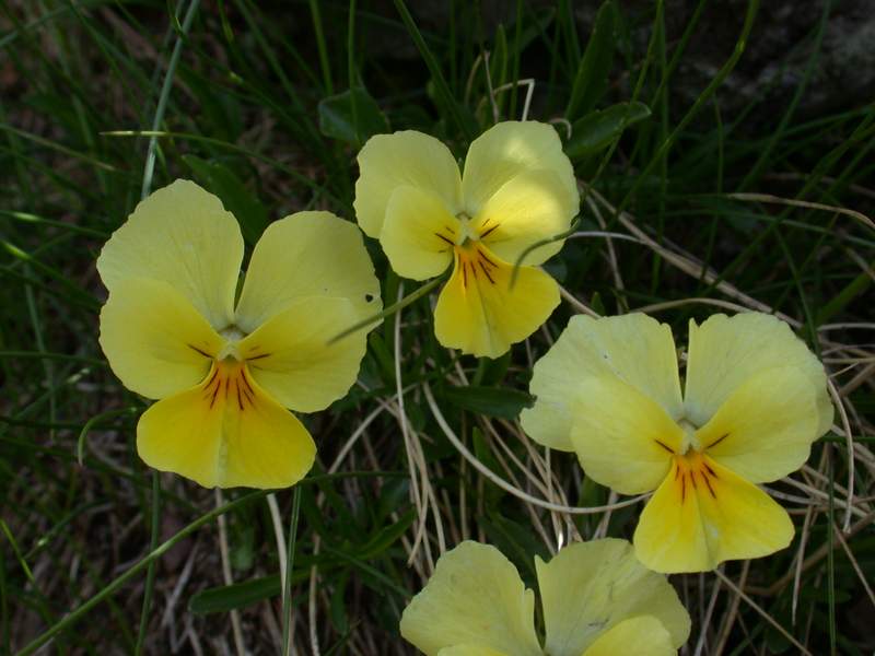 Fiori di montagna - Abetone