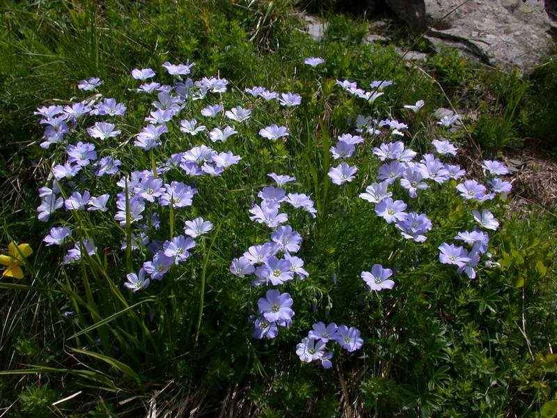 Fiori di montagna - Abetone