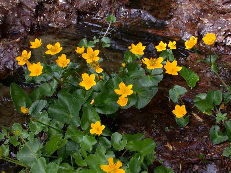 Fiori di montagna - Abetone