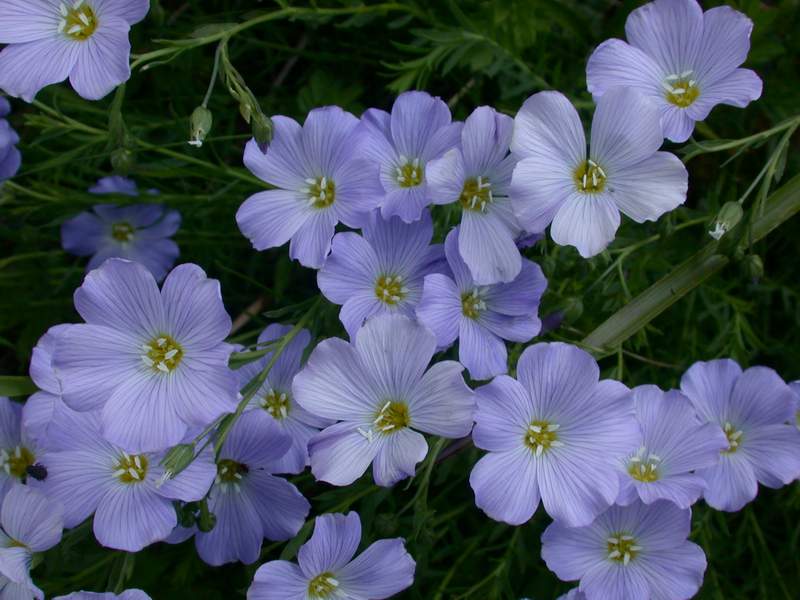 Fiori di montagna - Abetone