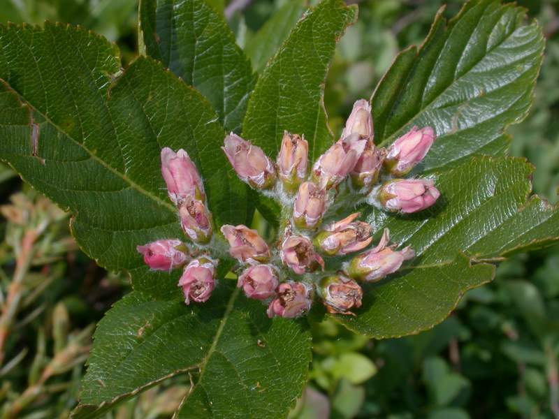 Fiori di montagna - Abetone