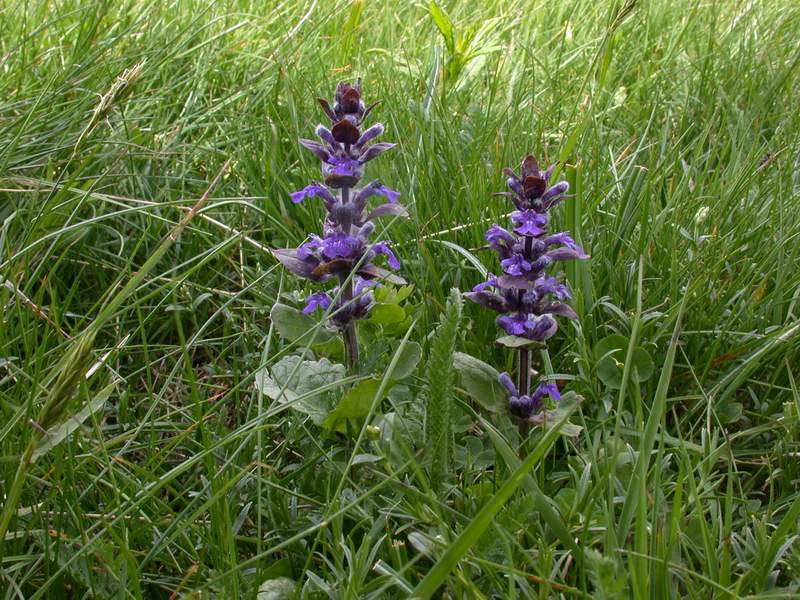 Fiori di montagna - Abetone