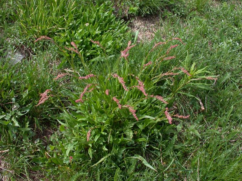 Fiori di montagna - Abetone