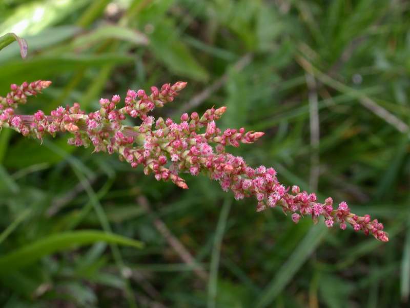 Fiori di montagna - Abetone