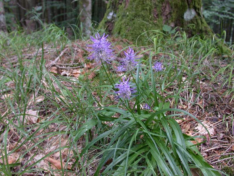 Phyteuma scorzonerifolium / Raponzolo a foglie di scorzonera
