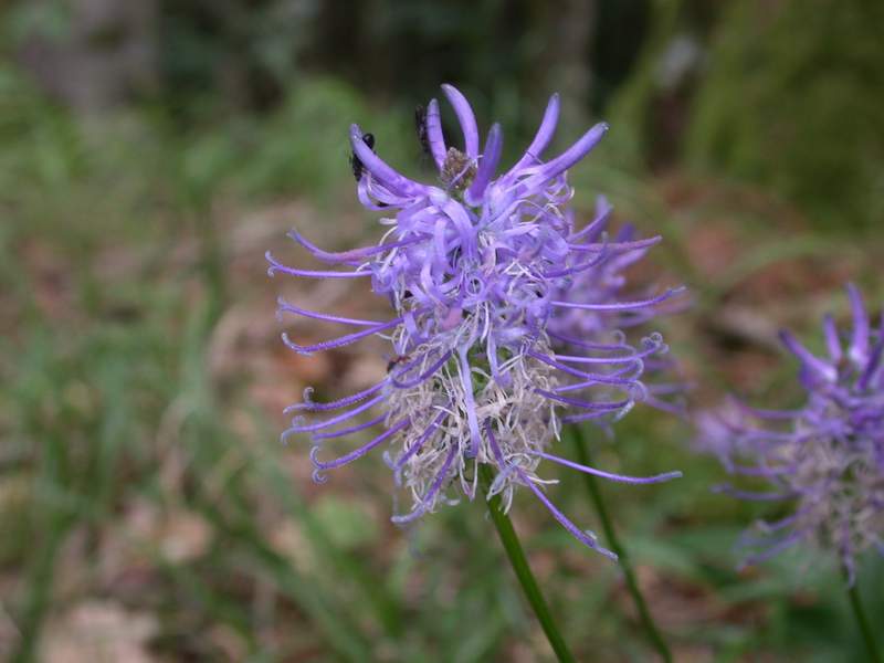 Phyteuma scorzonerifolium / Raponzolo a foglie di scorzonera