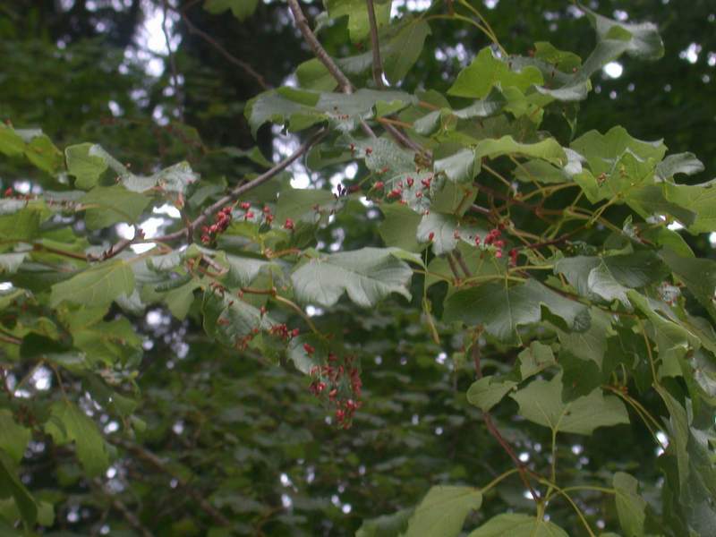 Aceria macrorhyncha