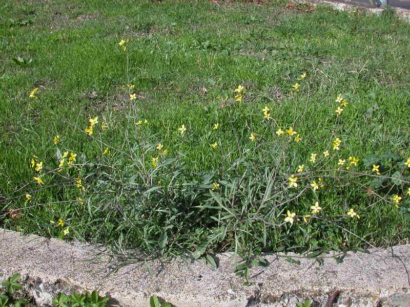 Diplotaxis tenuifolia / Ruchetta selvatica