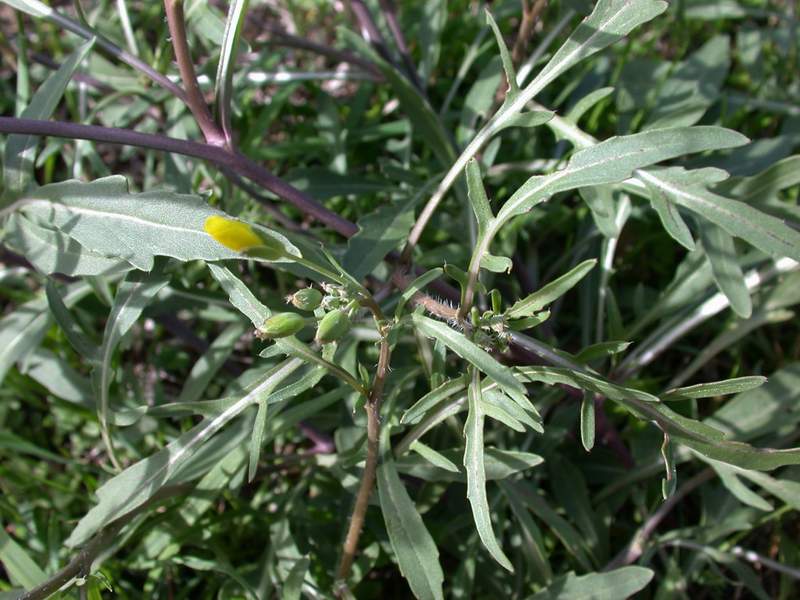 Diplotaxis tenuifolia / Ruchetta selvatica