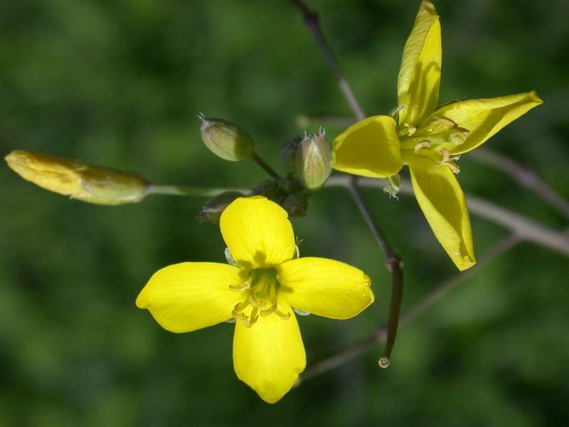 Diplotaxis tenuifolia / Ruchetta selvatica