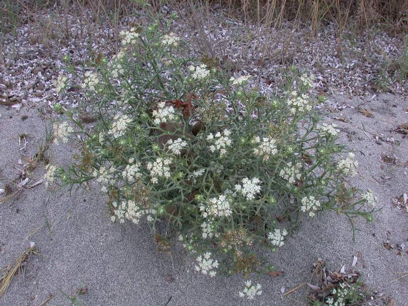 Erymgium maritimum, Echinophora spinosa, Matthiola sinuata