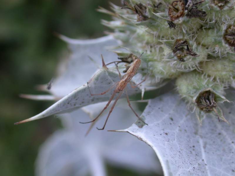 Erymgium maritimum, Echinophora spinosa, Matthiola sinuata