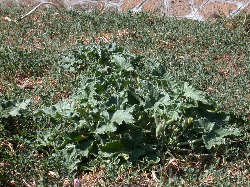 Ecballium elaterium / Cocomero asinino