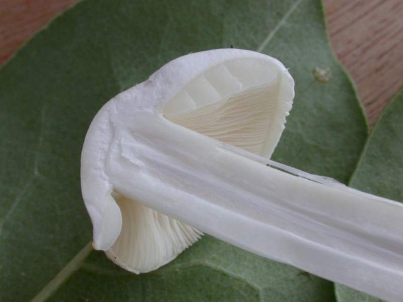 Un Agaricus?