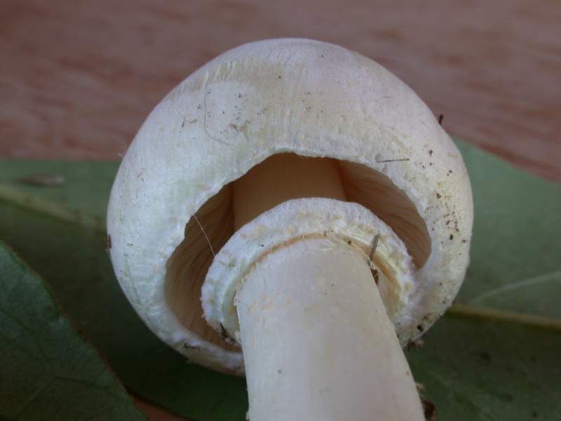 Un Agaricus?
