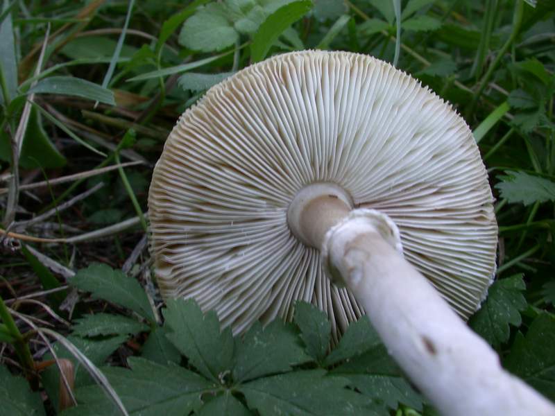 Un Agaricus?