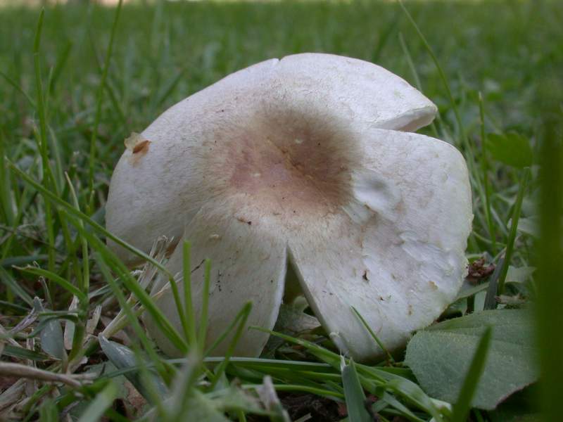 Agaricus dulcidulus