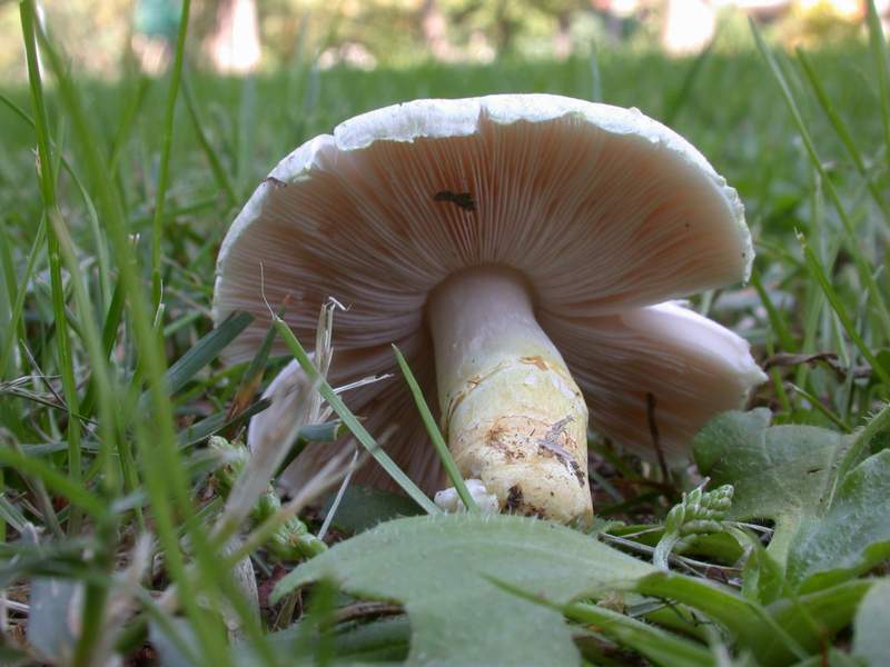 Agaricus dulcidulus