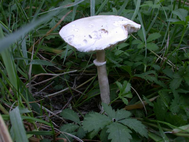 Un Agaricus?