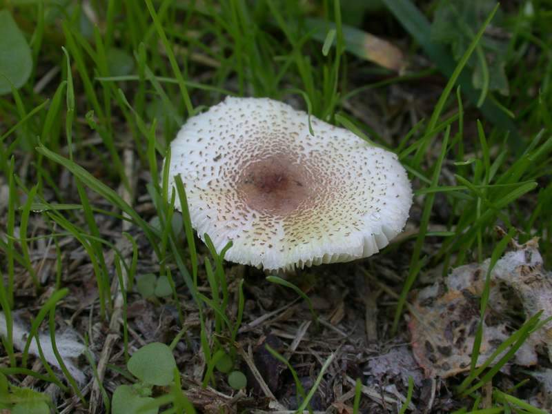 Agaricus dulcidulus