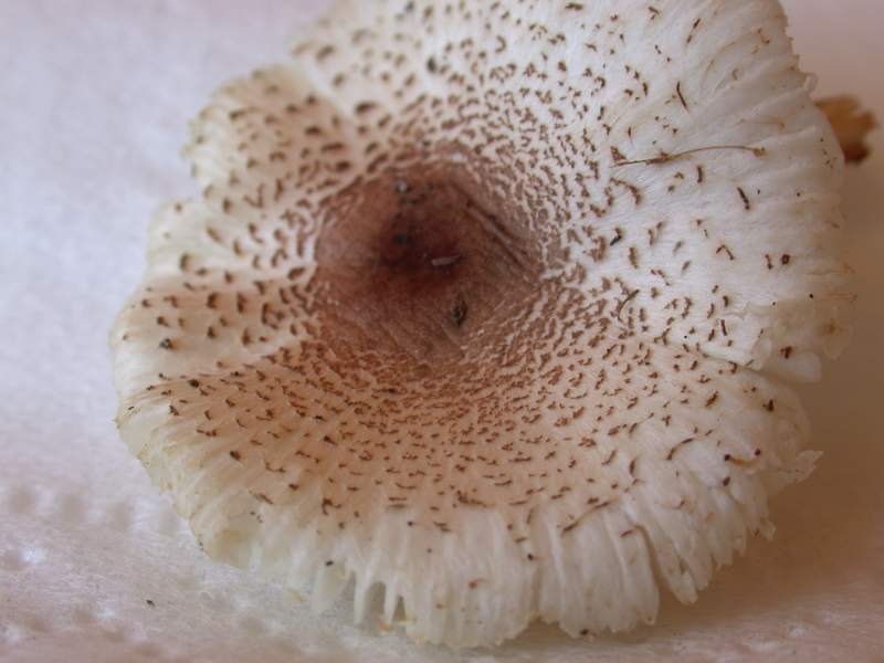 Agaricus dulcidulus