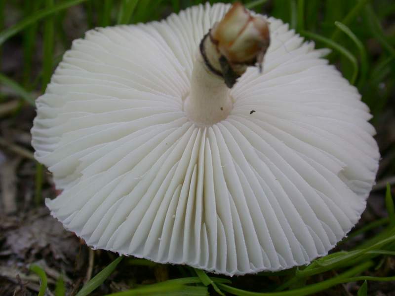 Agaricus dulcidulus